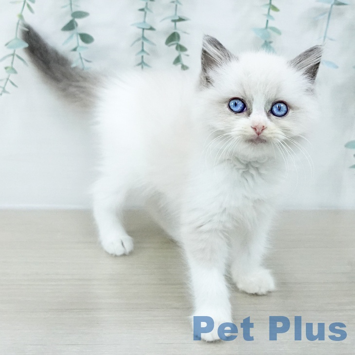 神奈川県のラグドール (ペットプラス 座間店/2025年9月29日生まれ/女の子/ブルーポイントバイカラー)の子猫の1枚目の画像
