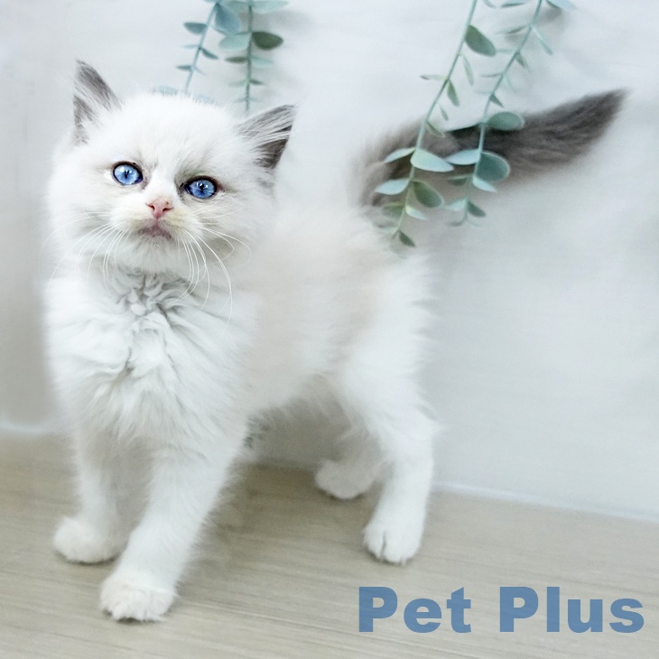 神奈川県のラグドール (ペットプラス 座間店/2025年9月29日生まれ/女の子/ブルーポイントバイカラー)の子猫の2枚目の画像