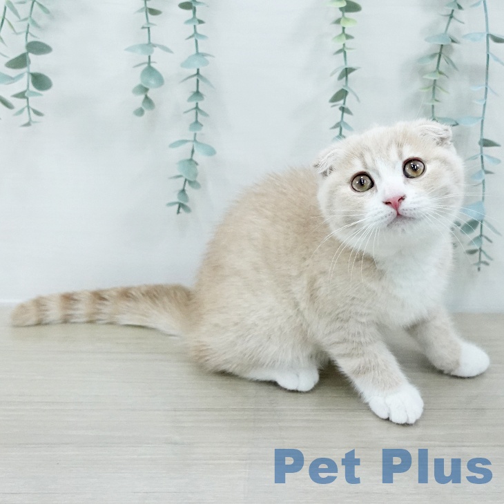 山形県のスコティッシュフォールド (ペットプラス 天童店/2025年9月27日生まれ/男の子/クリームタビーホワイト)の子猫の1枚目の画像