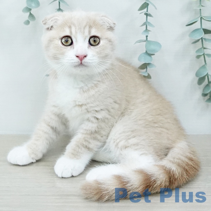 山形県のスコティッシュフォールド (ペットプラス 天童店/2025年9月27日生まれ/男の子/クリームタビーホワイト)の子猫の2枚目の画像