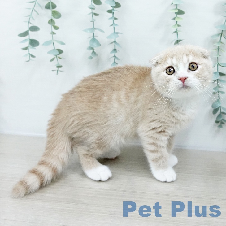 茨城県のスコティッシュフォールド (ペットプラス つくば店/2025年9月27日生まれ/男の子/クリームタビーホワイト)の子猫
