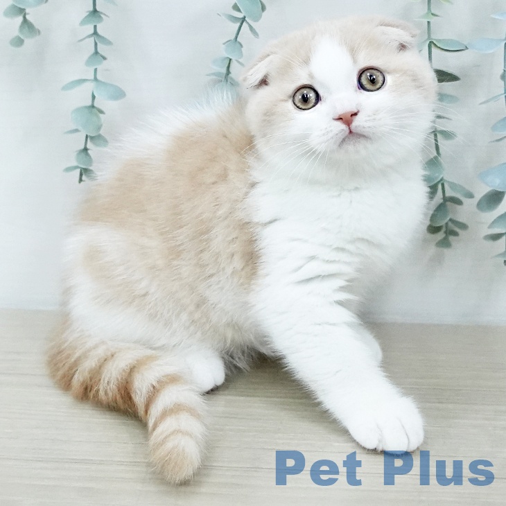 スコティッシュフォールド