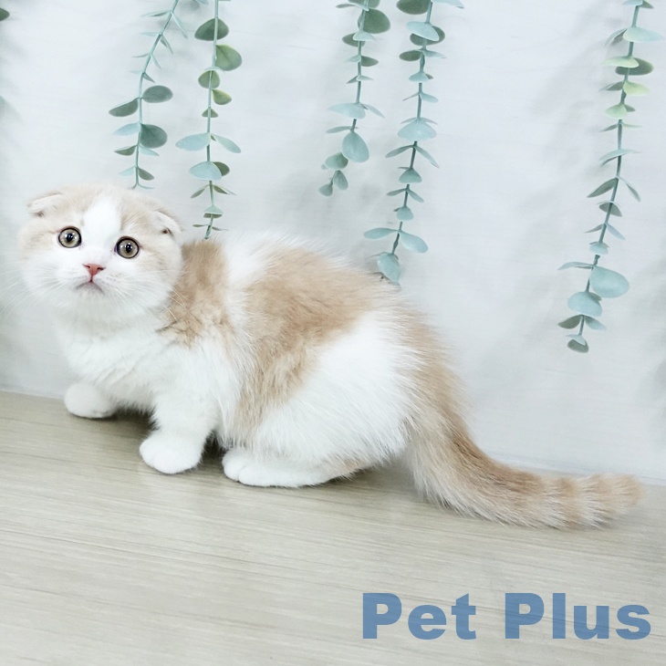 スコティッシュフォールド