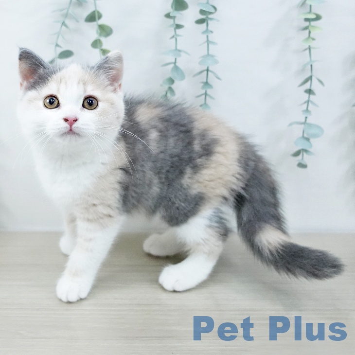 宮城県のスコティッシュフォールド (ペットプラス 仙台上杉店/2025年9月27日生まれ/女の子/ダイリュートキャリコ)の子猫の1枚目の画像