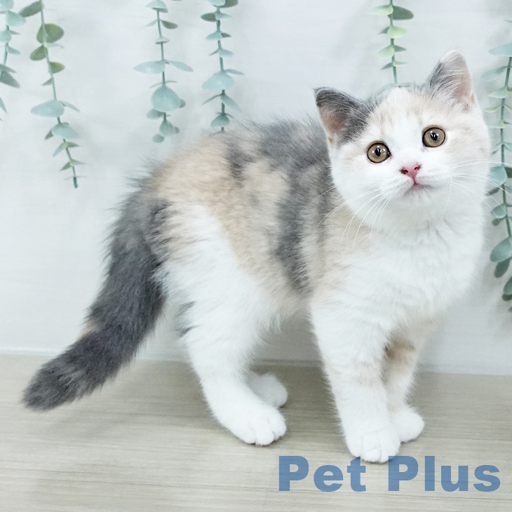 宮城県のスコティッシュフォールド (ペットプラス 仙台上杉店/2025年9月27日生まれ/女の子/ダイリュートキャリコ)の子猫の2枚目の画像