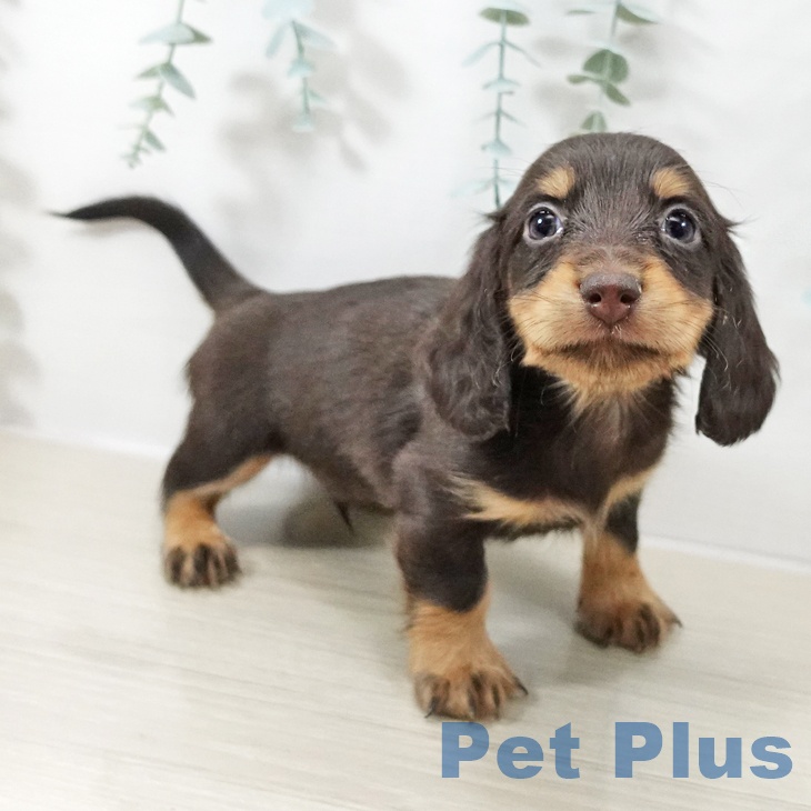 千葉県のカニンヘンダックスフンド(ロング) (ペッツワン 千葉ニュータウン店/2025年10月13日生まれ/男の子/チョコレートタン)の子犬の1枚目の画像
