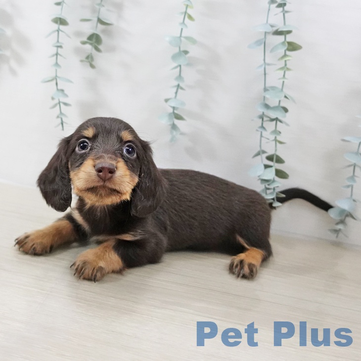 千葉県のカニンヘンダックスフンド(ロング) (ペッツワン 千葉ニュータウン店/2025年10月13日生まれ/男の子/チョコレートタン)の子犬の2枚目の画像