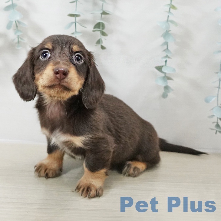 神奈川県のカニンヘンダックスフンド(ロング) (ペットプラス ビアレ横浜店/2025年10月13日生まれ/男の子/チョコレートタン)の子犬の1枚目の画像