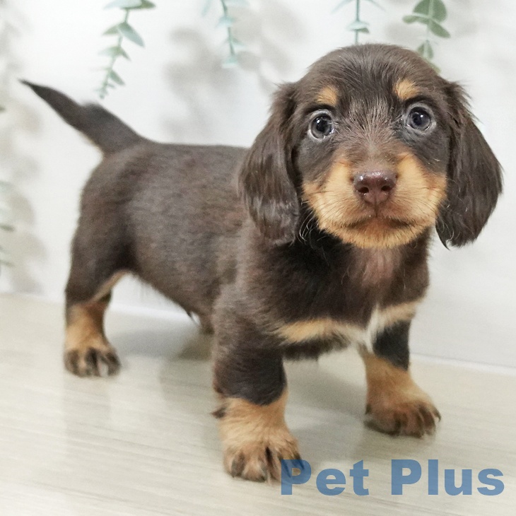 神奈川県のカニンヘンダックスフンド(ロング) (ペットプラス ビアレ横浜店/2025年10月13日生まれ/男の子/チョコレートタン)の子犬の2枚目の画像