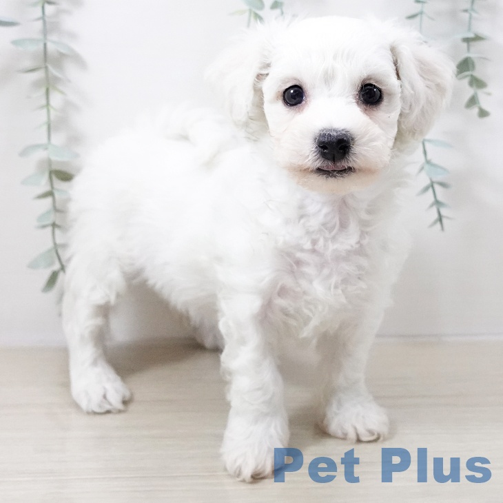 千葉県のビションフリーゼ (ペットプラス コトエ流山おおたかの森店/2025年10月11日生まれ/女の子/ホワイト)の子犬の1枚目の画像