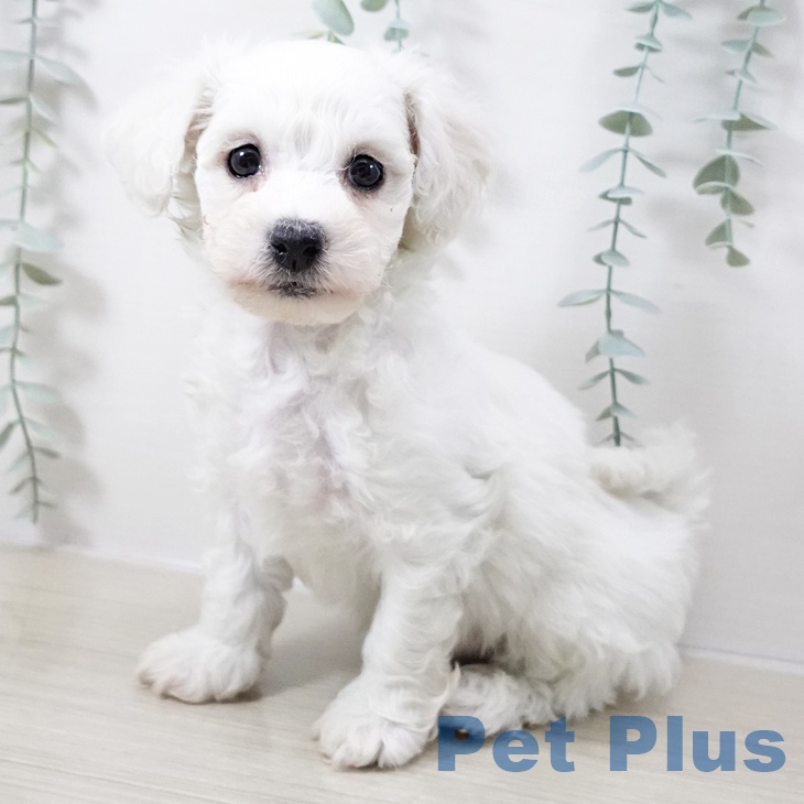 千葉県のビションフリーゼ (ペットプラス コトエ流山おおたかの森店/2025年10月11日生まれ/女の子/ホワイト)の子犬の2枚目の画像