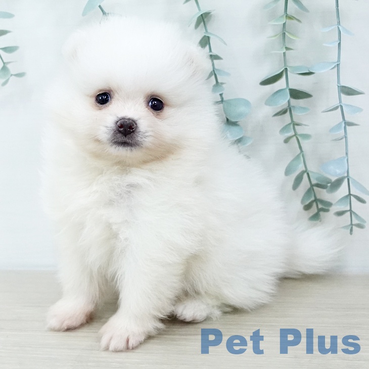 神奈川県のポメラニアン (ペットプラス ゆめが丘ソラトス店/2025年10月11日生まれ/男の子/クリーム)の子犬