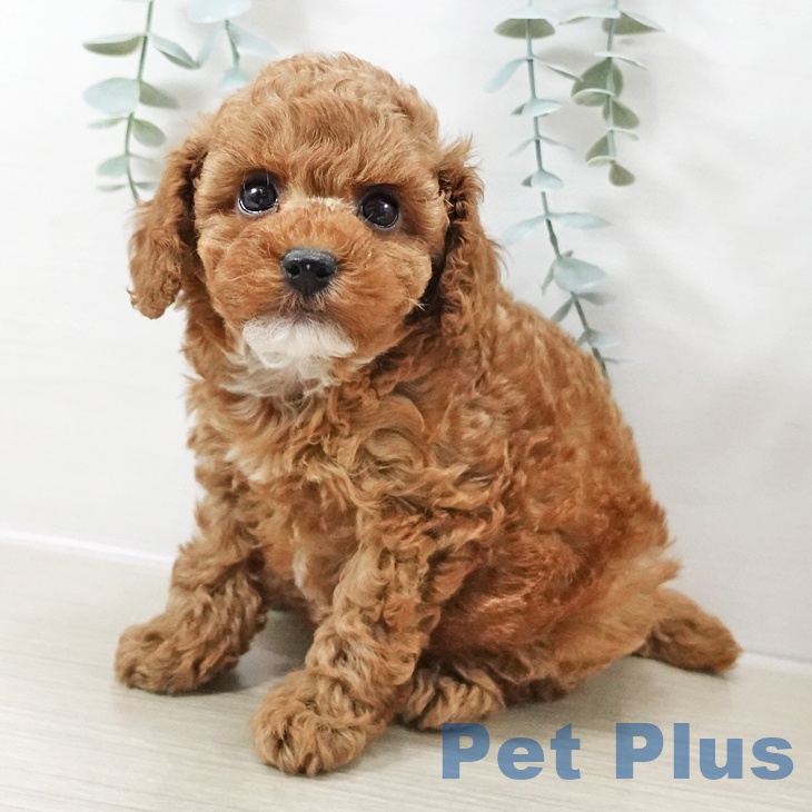 トイ・プードル