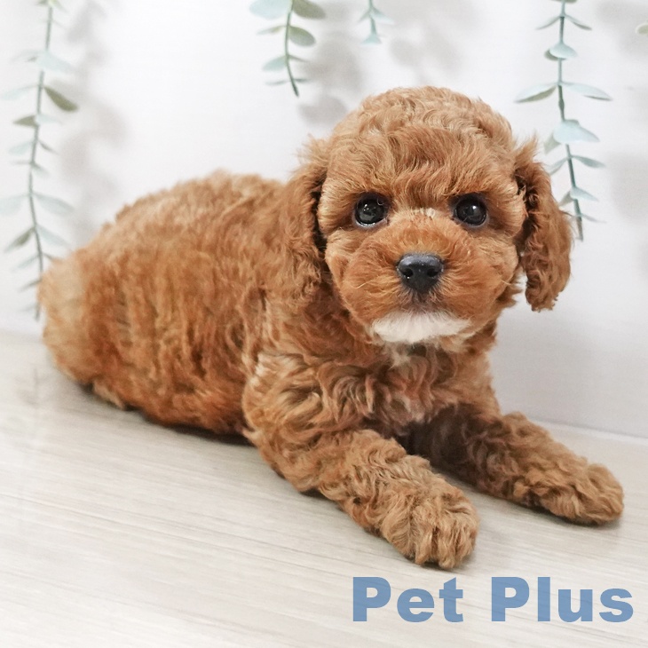 東京都のトイプードル(トイ) (ペットプラス 板橋店/2025年10月12日生まれ/男の子/レッド)の子犬の2枚目の画像