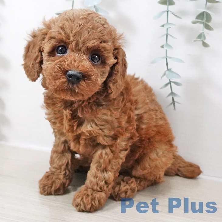 埼玉県のトイプードル(トイ) (ペットプラス ららぽーと新三郷店/2025年10月12日生まれ/女の子/レッド)の子犬