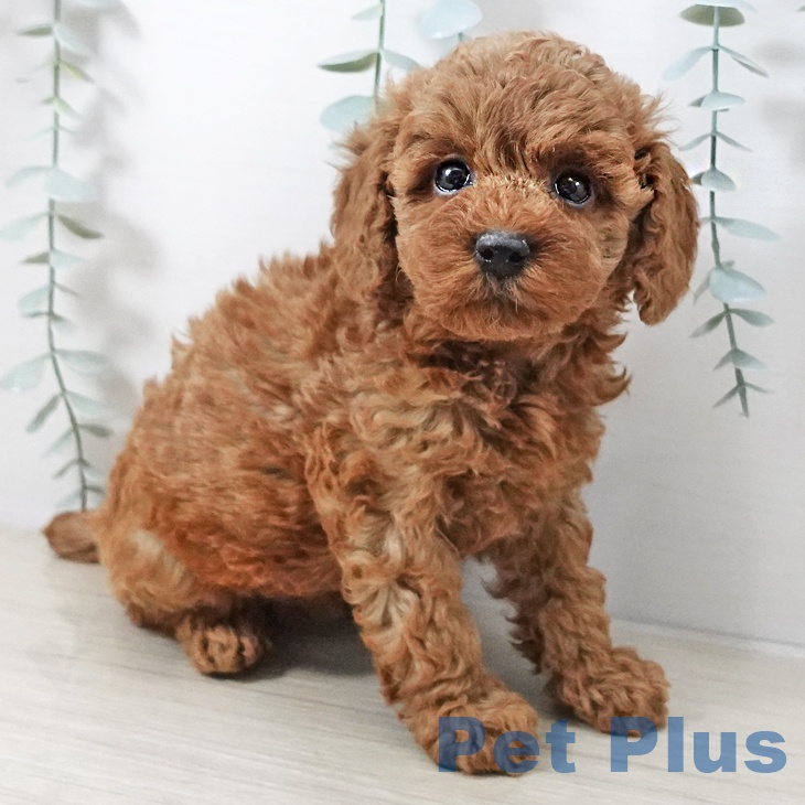 トイ・プードル