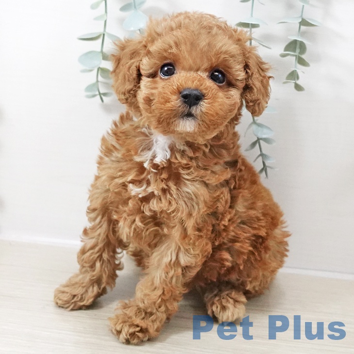 トイ・プードル