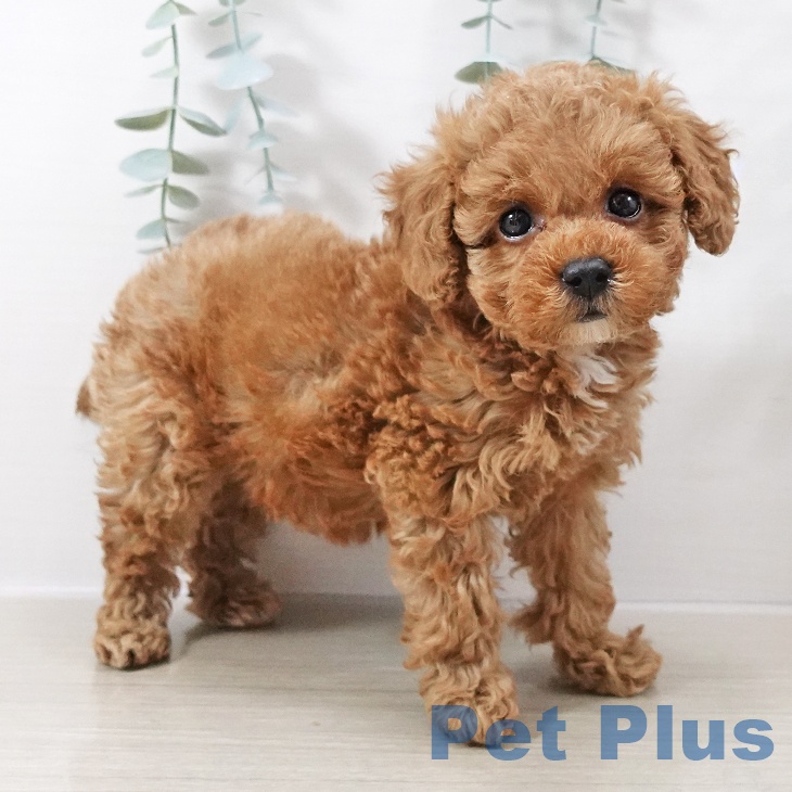 トイ・プードル