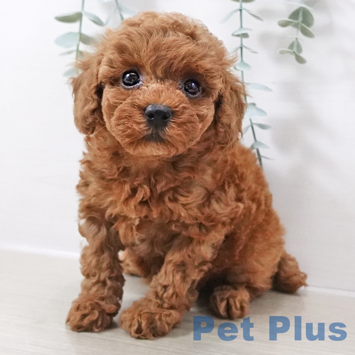 トイ・プードル