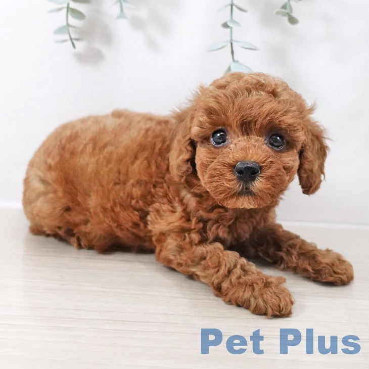 千葉県のトイプードル(トイ) (ペットプラス 幕張新都心店/2025年10月12日生まれ/女の子/レッド)の子犬の2枚目の画像