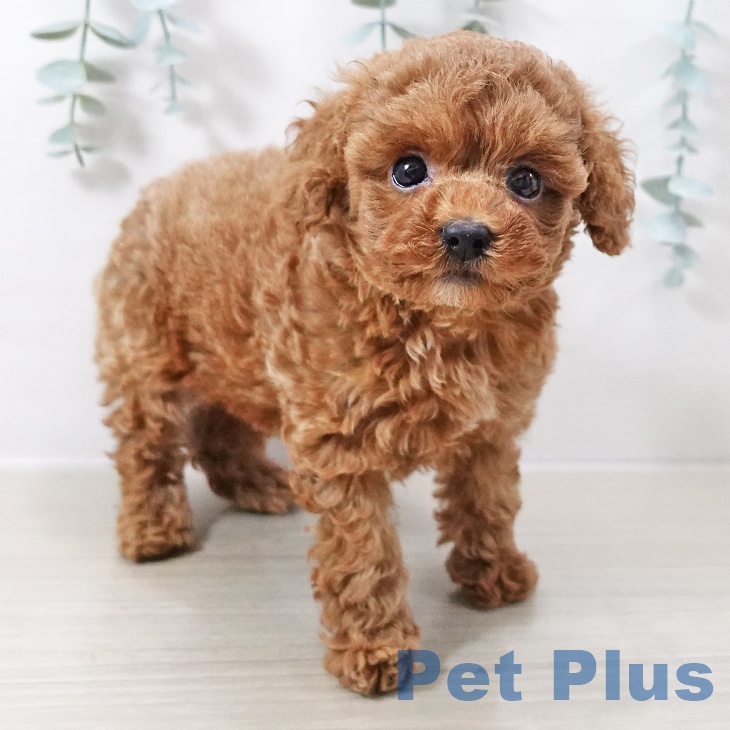 茨城県のトイプードル(トイ) (ペットプラス つくば店/2025年10月12日生まれ/女の子/レッド)の子犬の1枚目の画像