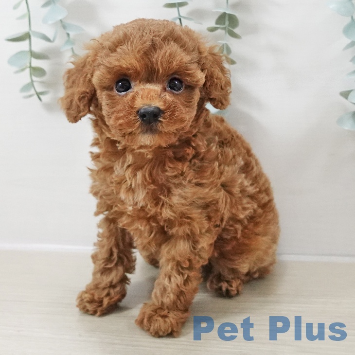 茨城県のトイプードル(トイ) (ペットプラス つくば店/2025年10月12日生まれ/女の子/レッド)の子犬の2枚目の画像