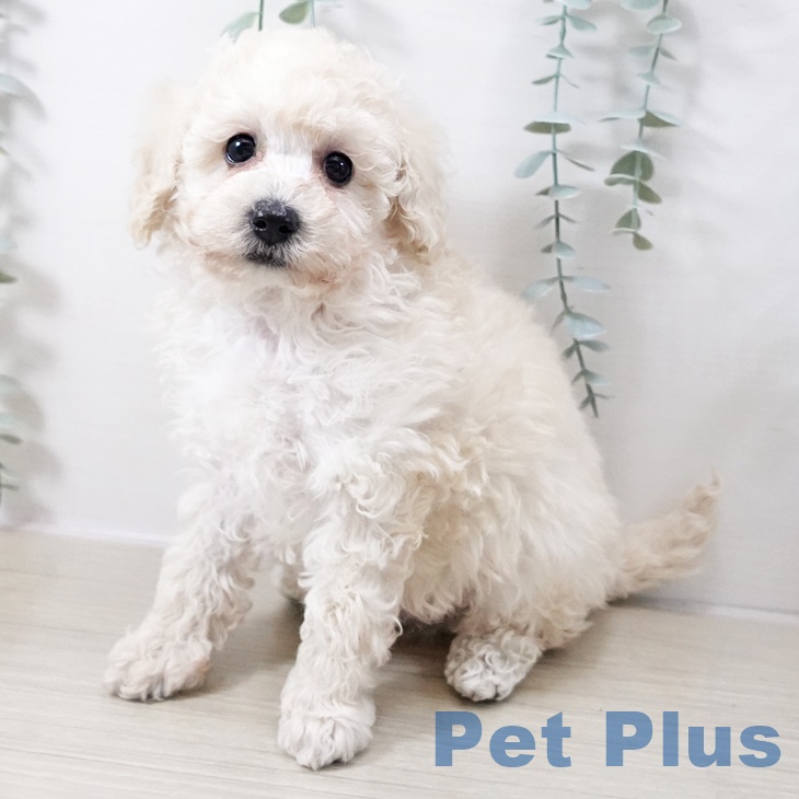 神奈川県のトイプードル(トイ) (ペットプラス ビアレ横浜店/2025年10月13日生まれ/男の子/クリーム)の子犬の1枚目の画像