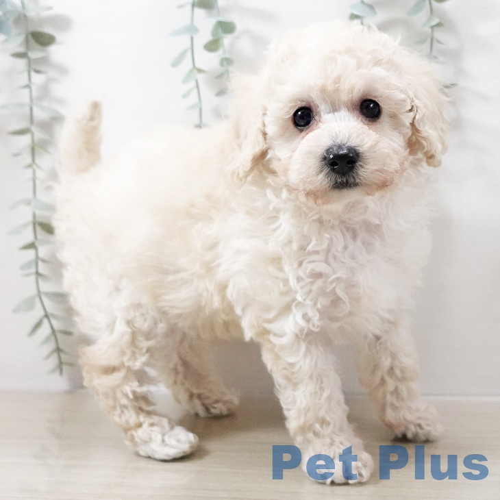 神奈川県のトイプードル(トイ) (ペットプラス ビアレ横浜店/2025年10月13日生まれ/男の子/クリーム)の子犬の2枚目の画像