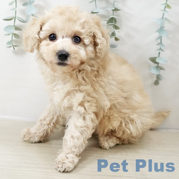 千葉県のトイプードル(トイ) (ペットプラス コトエ流山おおたかの森店/2025年10月13日生まれ/男の子/クリーム)の子犬の1枚目の画像