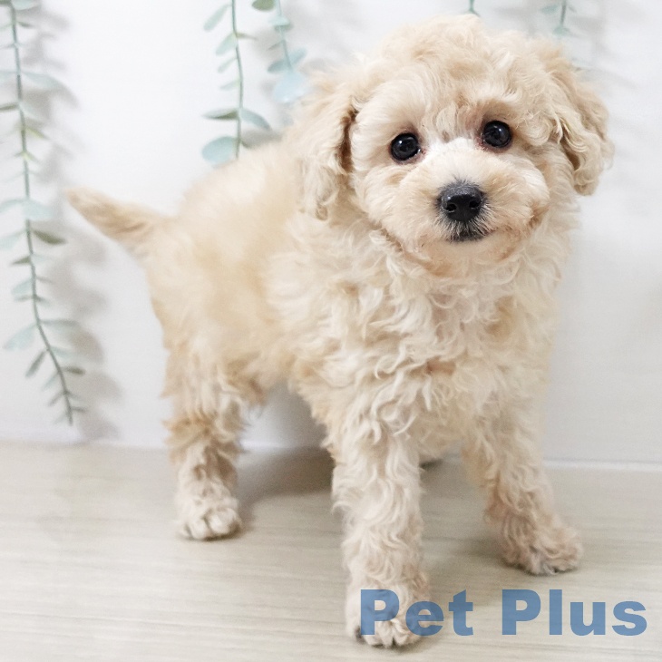 千葉県のトイプードル(トイ) (ペットプラス コトエ流山おおたかの森店/2025年10月13日生まれ/男の子/クリーム)の子犬の2枚目の画像