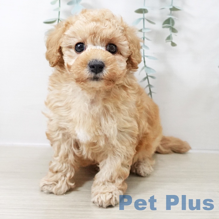 青森県のトイプードル(トイ) (ペットプラス 青森浜田店/2025年10月13日生まれ/男の子/アプリコット)の子犬の1枚目の画像
