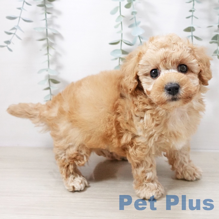 青森県のトイプードル(トイ) (ペットプラス 青森浜田店/2025年10月13日生まれ/男の子/アプリコット)の子犬の2枚目の画像