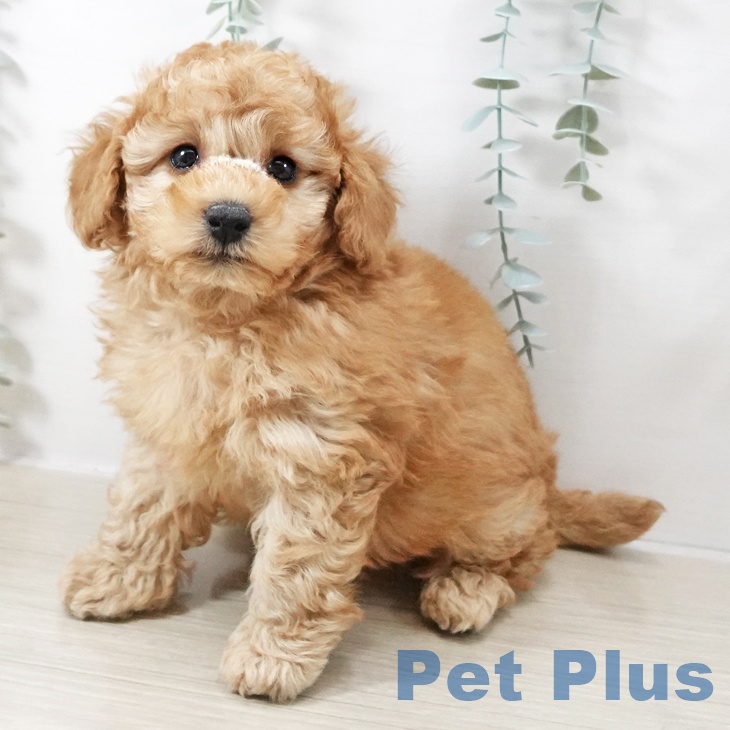 トイ・プードル