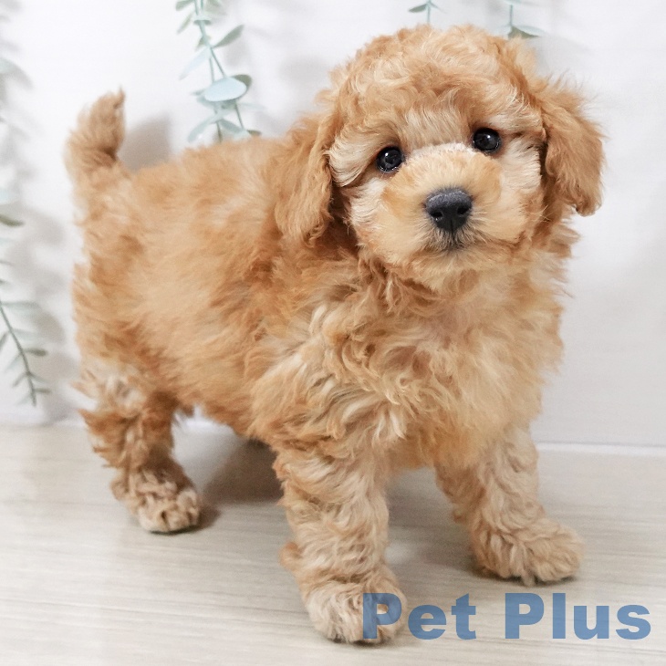 トイ・プードル