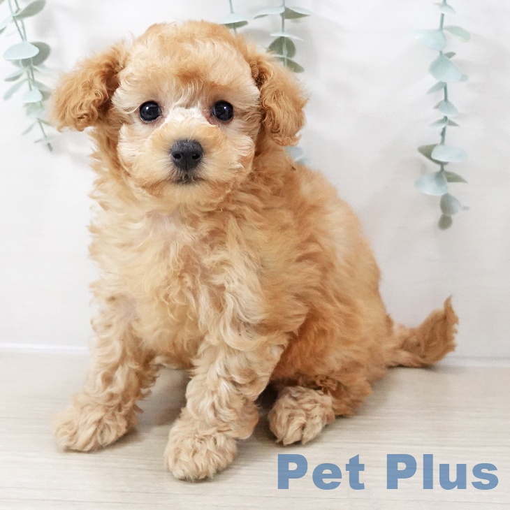 東京都のトイプードル(トイ) (ペットプラス 日の出店/2025年10月12日生まれ/女の子/アプリコット)の子犬の1枚目の画像