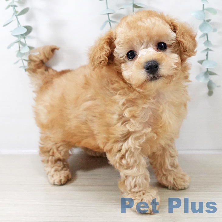 東京都のトイプードル(トイ) (ペットプラス 日の出店/2025年10月12日生まれ/女の子/アプリコット)の子犬の2枚目の画像