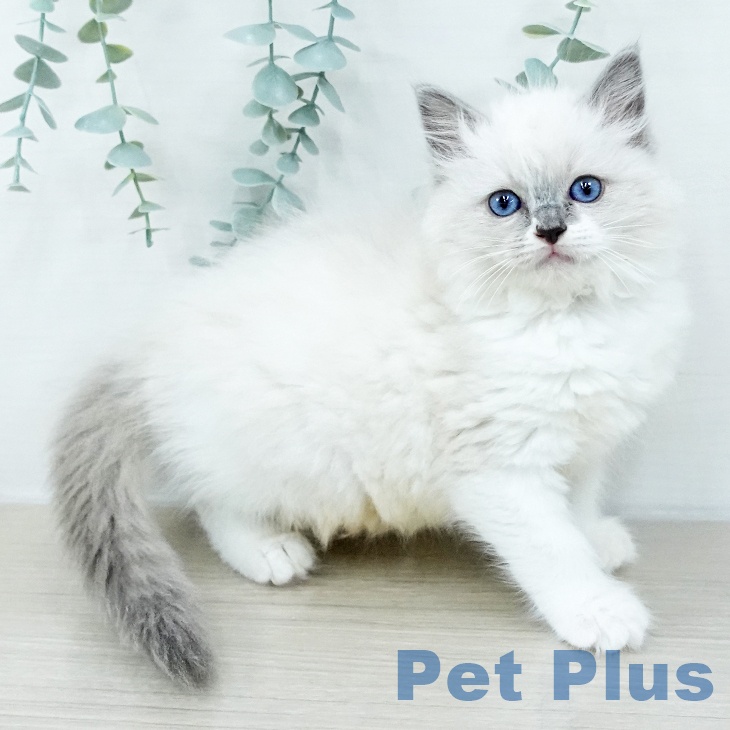 神奈川県のラグドール (ペットプラス 天王町店/2025年10月7日生まれ/女の子/ブルーポイント)の子猫の1枚目の画像