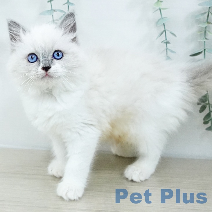 神奈川県のラグドール (ペットプラス 天王町店/2025年10月7日生まれ/女の子/ブルーポイント)の子猫の2枚目の画像