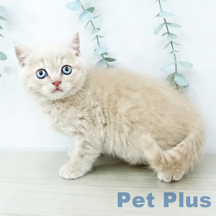 神奈川県のブリティッシュショートヘアー (ペットプラス 座間店/2025年10月4日生まれ/男の子/クリーム)の子猫の2枚目の画像