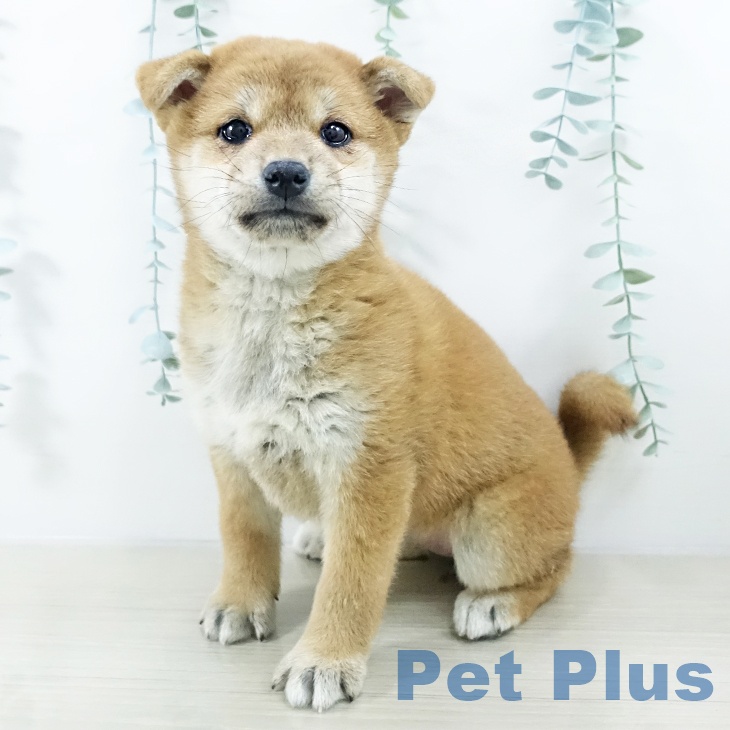 千葉県の柴犬(標準サイズ) (ペットプラス ユーカリが丘店/2025年10月14日生まれ/女の子/赤)の子犬の1枚目の画像