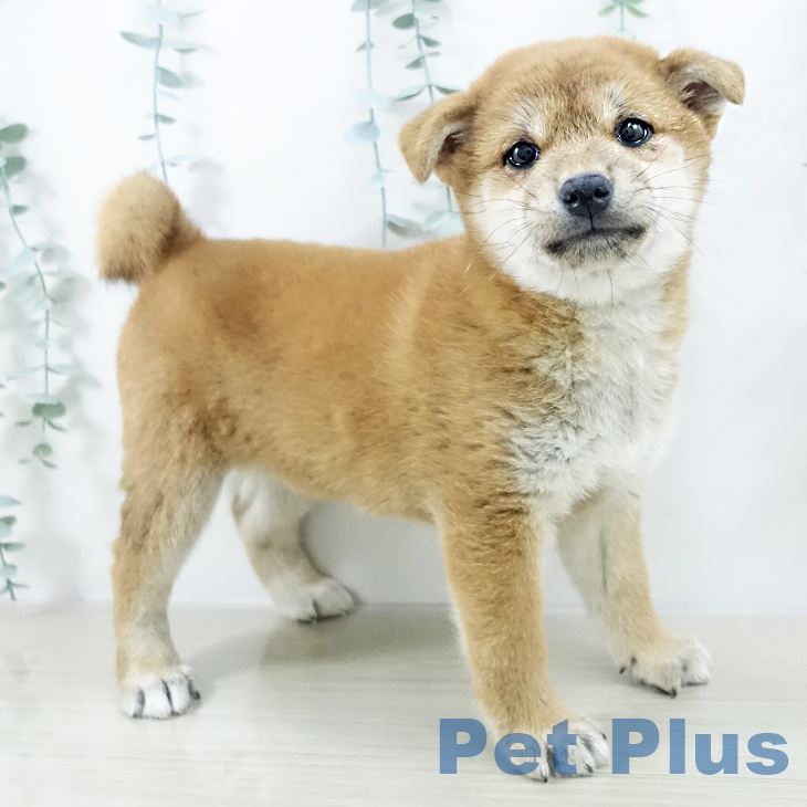 千葉県の柴犬(標準サイズ) (ペットプラス ユーカリが丘店/2025年10月14日生まれ/女の子/赤)の子犬の2枚目の画像