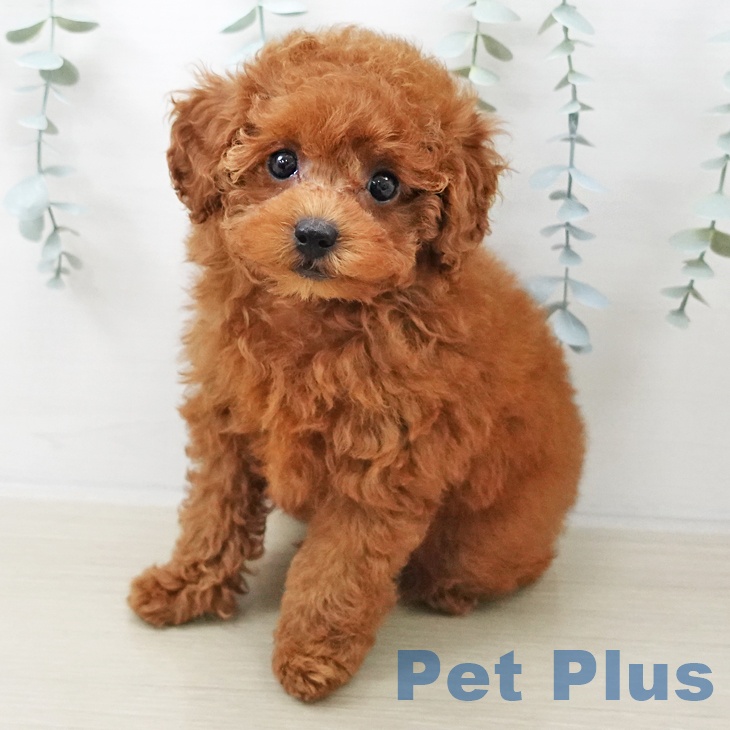群馬県のトイプードル(トイ) (ペットプラス イオンモール太田店/2025年10月4日生まれ/女の子/レッド)の子犬の1枚目の画像
