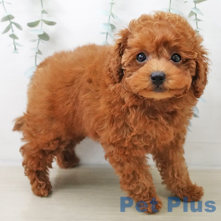 群馬県のトイプードル(トイ) (ペットプラス イオンモール太田店/2025年10月4日生まれ/女の子/レッド)の子犬の2枚目の画像