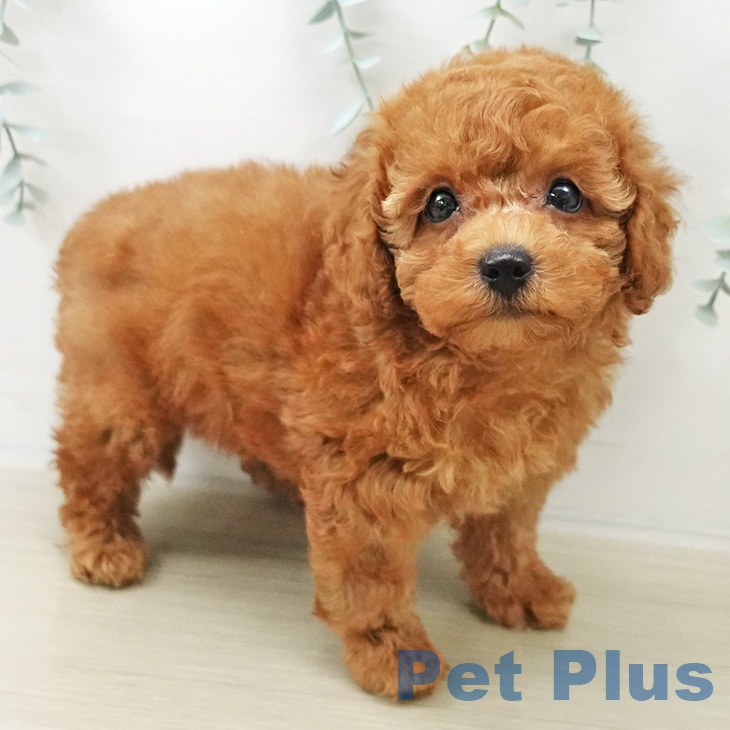 福島県のトイプードル(トイ) (ペットプラス 福島店/2025年10月13日生まれ/男の子/レッド)の子犬の1枚目の画像