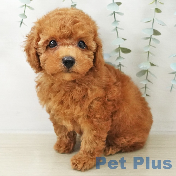 福島県のトイプードル(トイ) (ペットプラス 福島店/2025年10月13日生まれ/男の子/レッド)の子犬の2枚目の画像