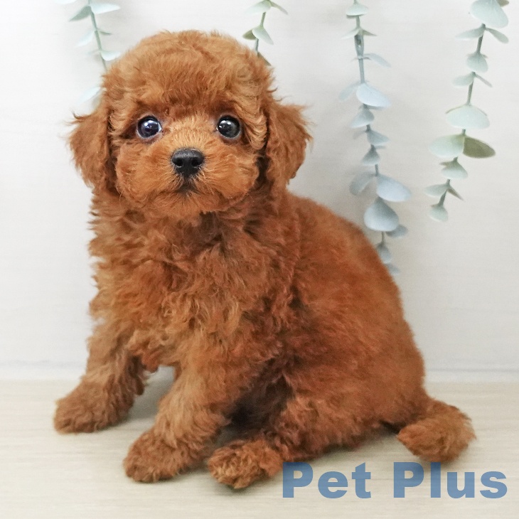 トイ・プードル