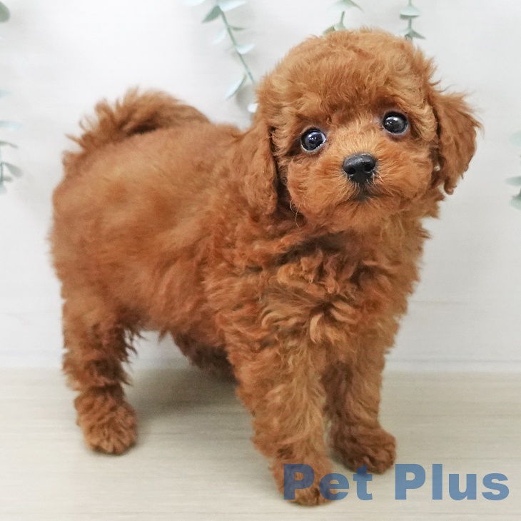 トイ・プードルの写真2