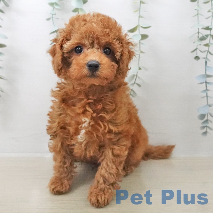 群馬県のトイプードル(トイ) (ペットプラス 前橋店/2025年10月13日生まれ/男の子/レッド)の子犬の1枚目の画像
