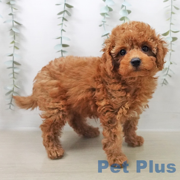 群馬県のトイプードル(トイ) (ペットプラス 前橋店/2025年10月13日生まれ/男の子/レッド)の子犬の2枚目の画像