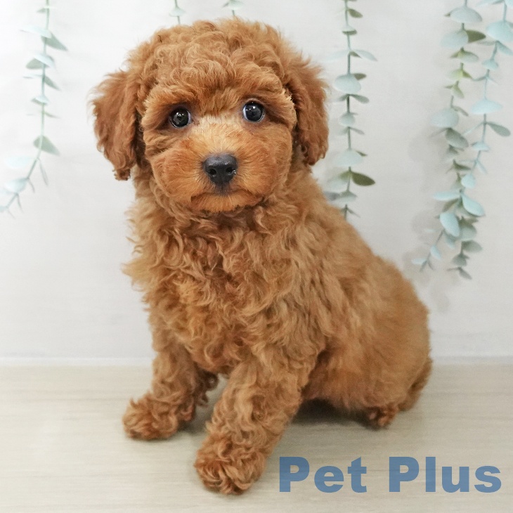 埼玉県のトイプードル(トイ) (ペットプラス 川口店/2025年10月10日生まれ/男の子/レッド)の子犬の1枚目の画像